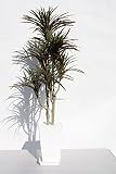 インテリアグリーン人工観葉植物、新ユッカ７本立て120受け皿付き・光触媒製品