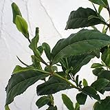 茶（チャ）：やぶきた茶4～5号ポット[お茶の木の苗木・最も多く栽培されている品種で生垣にも最適！] ノーブランド品