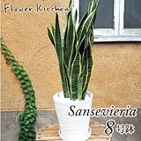 サンスベリア　ローレンチー　8号　白セラート鉢