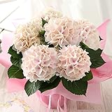 BunBunBee 母の日 アジサイ鉢・ほんのり桜色・希少！「コットンキャンディ」 2018