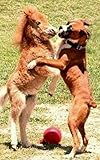 Funny Dogs: 300 Funny Dog Photos: 300 Funny, Cute And Adorable Photos Of Dogs And Puppies (English Edition)