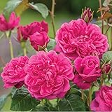 開花株 蕾花付きのバラ苗 「イングリッシュローズ2018年新品種」 (ジェームズＬオースチン)