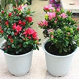 季節の鉢植え　久留米つつじ 赤色・ピンク色2色セット（2鉢販売） 可愛い春の鉢植え