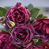 バラ苗 ライラ 国産新苗4号鉢 四季咲き 中輪 赤系 紫系 ロサ オリエンティス