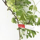 アケビ 苗木 バナナアケビ 12cmポット苗 あけび苗