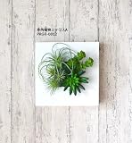 観葉植物 ミニ フェイク 造花 ♪【グリーンパーク】多肉植物フレーム×ウォールデコシリーズ＜タイプ：多肉植物ミックスB＞♪ インテリアグリーン アーティフィシャル