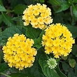 ランタナ：カンカンゴールド4号2株セット[11月まで花が楽しめ、翌年はより大株に！] ノーブランド品