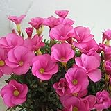 オキザリス：桃の輝き3.5号ポット 3株セット ノーブランド品