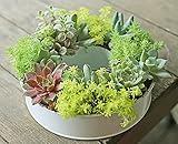 多肉植物 寄せ植え taniku ホワイト リース Mサイズ