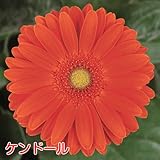 宿根ガーデン ガーベラ ガルビネア【ケンドール】1株 1株植えれば十分!開花期間も長く毎年簡単に楽しめます!