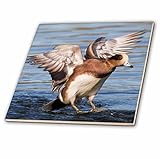 VWPics鳥 – オスアメリカヒドリDuck with Wings拡張Landing On The Water。Back Bay予約、カリフォルニア – タイル 4-Inch-Ceramic ct_