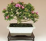 いよじ園 [] 姫サルスベリ/百日紅（小品盆栽） 【花物盆栽】