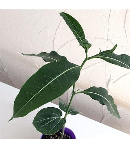Amazon｜植物 バオバブ木 アダンソニアザ 'バリエガータ斑入り接木苗
