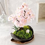 花由 送料無料 ブロッサムガーデンさんの創作盆栽 旭山桜の盆栽【産地直送】【数量限定】