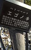 エゴノキ　ヘリベマルヲの世界