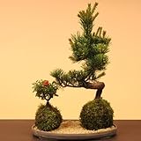 苔玉セット　五葉松・長寿梅