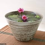 手作り睡蓮鉢(メダカ鉢) 益子焼 彩(SAI) 姫睡蓮鉢 古信楽 睡蓮鉢・金魚鉢・メダカ鉢