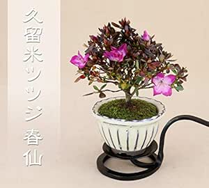 今シーズンの花は終わりました 久留米ツツジ 新花 春仙 最高級肥料1年分プレゼント 花物盆栽 ご選択ください イエロー鉢 盆栽 Amazon