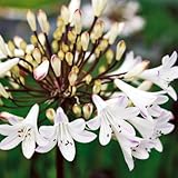 宿根草アガパンサス チェリーミルク　 直径15cmポット苗