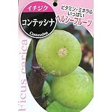 イチジク：コンテッシナ5号ポット[耐寒性が強く豊産性] ノーブランド品