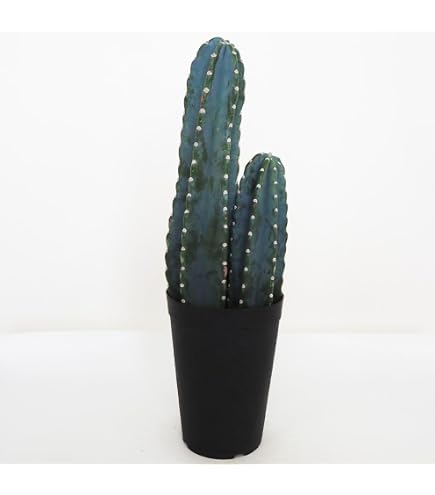 Amazon｜柱サボテン 3本仕立て 8号鉢植え サボサボのサボちゃん 自分