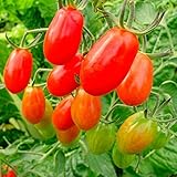 100 seeds/pack Bonsai Tomato seeds Mini Cherry Potted Sweet Fruit Vegetable Organic Fresh A7
