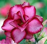 40 Fresh seedsアデニウム アラビカム オベスム 砂漠のバラ種子(40粒)塊根植物種子Adenium obesum Desert Roses seeds no305-Triple-Ange