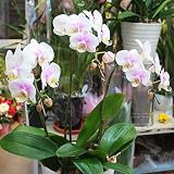 胡蝶蘭 ギフト 3本立ち 【生花】 ピンク系 ミディタイプ 花 ギフト