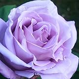 バラ苗 【ブルームーン （CL） 大輪 返り咲き】 2年生接木大苗 （スリット鉢）