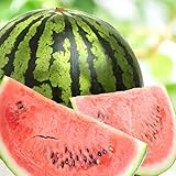 山形県産 尾花沢すいか 1玉 (秀品/1玉 6kg/常温品) おばなさわ 尾花沢スイカ すいか スイカ 西瓜 山形県 果物 フルーツ お取り寄せ