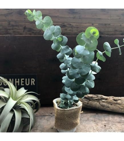 Amazon.co.jp: ベルガムナッツ トランペットユーカリ 苗 5セット