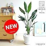 LAND PLANTS 【観葉植物】 ストレリチア・レギネ 極楽鳥花 （白色エッグポット）