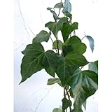 長尺つるもの：ヘデラ・カナリエンシス（アイビー）5号長さ1.5m[常緑性]