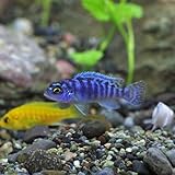 Amazon 熱帯魚 スマトラ 約2cm 6匹 生体 観賞魚 水中生物 通販