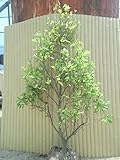 カラタネオガタマ・ポートワイン 樹高0.9m前後 根巻 5～6月に甘い香りの花が咲く 苗木 植木 苗 庭木 生け垣