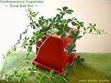 Parthenocissus Sugarvine / vivid red pot / シッサス・シュガーバイン / ヴィヴィッドレッドポット / インテリア観葉植物 / 鉢植え