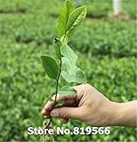 レアル西湖グリーンドラゴンまあ/龍井茶の木の種子中国の家庭の屋内人工盆栽屋外Semente中庭植物