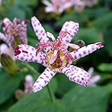 【山野草】ホトトギス「百恵」