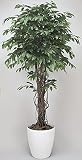 光触媒観葉植物 ﾍﾞﾝｼﾞｬﾐﾝﾘｱﾅ 152A480