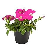 花市場直送便 花苗 ペチュニア ピンク 8入