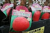 【果樹苗】【接木】 桃 川中島白桃 一年生 【送料込価格】