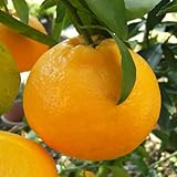 みかん 苗木 はるみ（PVP） 13.5cmポット苗 ミカン 苗 蜜柑