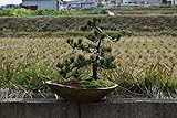 五葉松盆栽　松盆栽　BONSAI