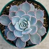 サブセシリス 7.5cmポット エケベリア Echeveria peacockii Subsessilis 福岡県産 多肉植物 多肉 観葉植物 インテリアグリーン 寄せ植えに