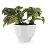 T4U 7.5CM 陶器ミニ植木鉢 白 幾何図形 多肉植物 サボテン鉢 フラワーポット プランター容器