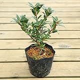 花木　苗:日陰つつじ(伊勢)*イセヒカゲツツジ　いせひかげつつじ