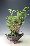 金明竹の鉢植え(大)