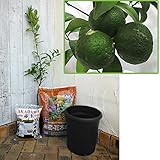 ホームフルーツの鉢栽培セット：シークワーサー（ヒラミレモン）*[沖縄の酢ミカン] ノーブランド品