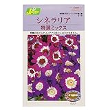 カネコ種苗 草花タネ シネラリア 特選ミックス 10袋セット 218