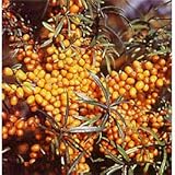 シーベリー（沙棘・サジー）：アスコラ（メス木）3～3.5号ポット[苗木] ノーブランド品